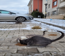 Kampüsteki Canları Besleme Etkinliği...