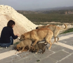 Dünya Sokak Hayvanları Günü...