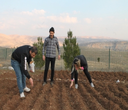 Batı Raman Kampüsü Sera Alanında Aspir Bitkisi Dikimi Gerçekleştirildi...