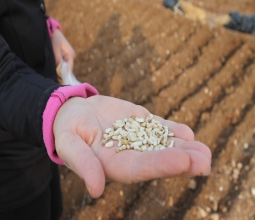 Batı Raman Kampüsü Sera Alanında Aspir Bitkisi Dikimi Gerçekleştirildi...