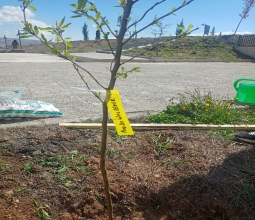 Üniversitemizde Fidan Dikim Etkinlikleri...