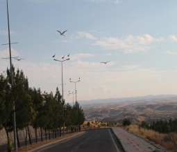 Batı Raman Kampüsü Leyleklerin Göç Rotasında...