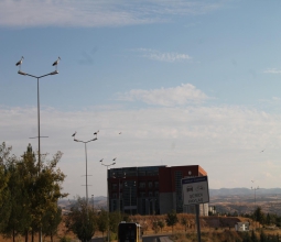 Batı Raman Kampüsü Leyleklerin Göç Rotasında...